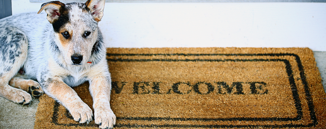 How To Train Your Dog To Greet Guests