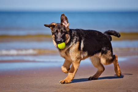 Howling Good Dog Vacations: Perfect Parks & Seaside Strolls