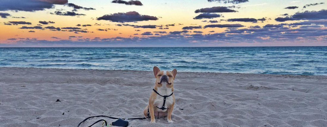 Follow Me: Top Dogs of Instagram