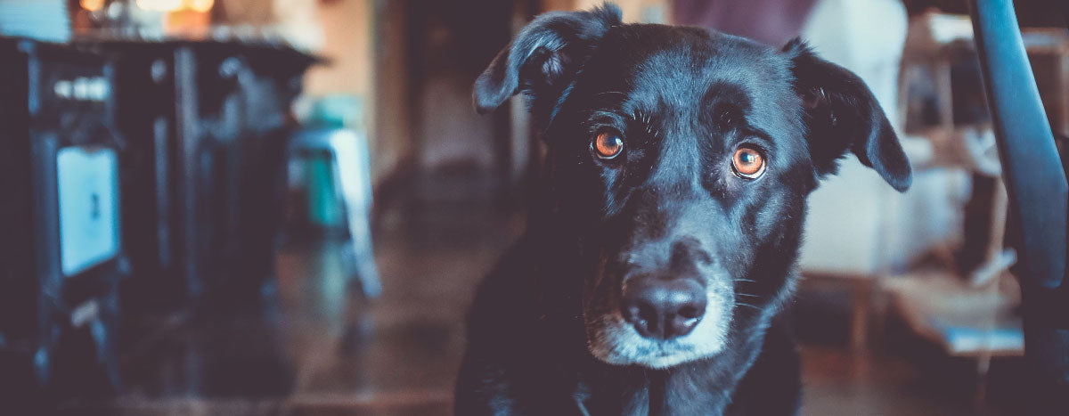 Can Canines Really Save You From a Dangerous Situation or Health Scare?