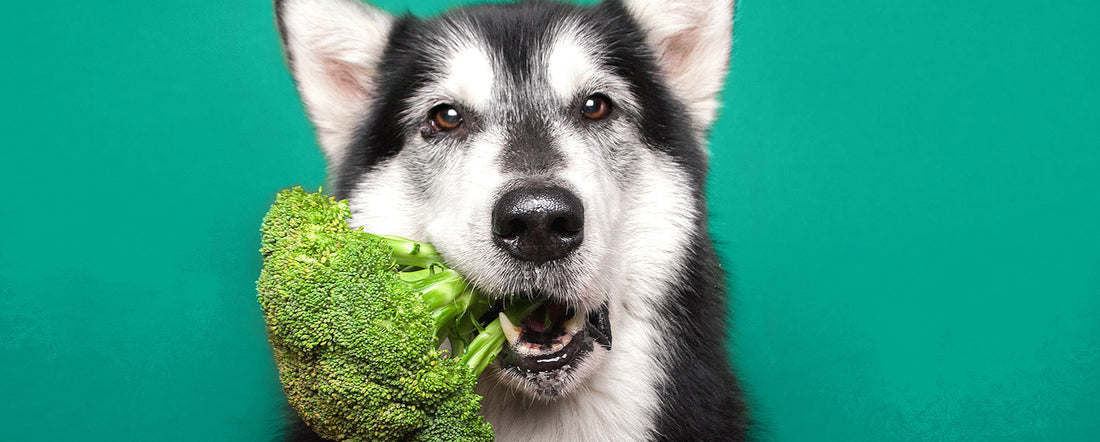 Is a Plant-Based Diet Safe for Dogs?