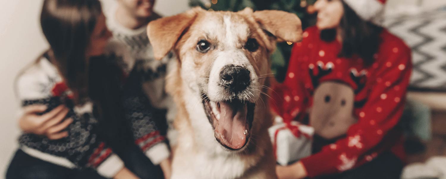 Last Minute Holiday Gift Guide