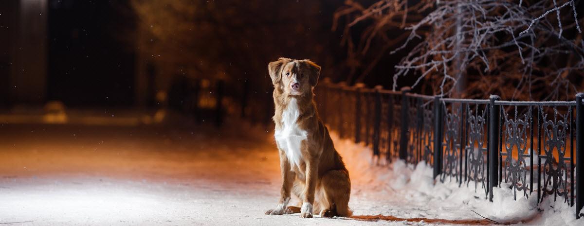 An LED Collar is a Must for After Dark Safety