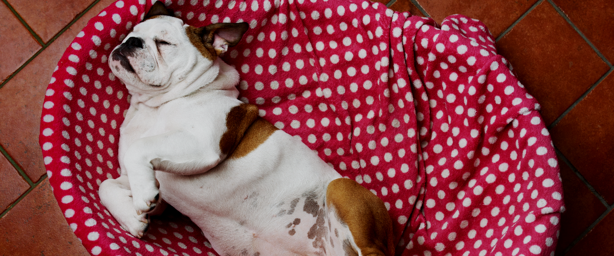 Dog Sleeping Positions Explained