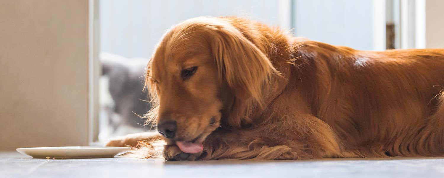 Why do dogs lick themselves?