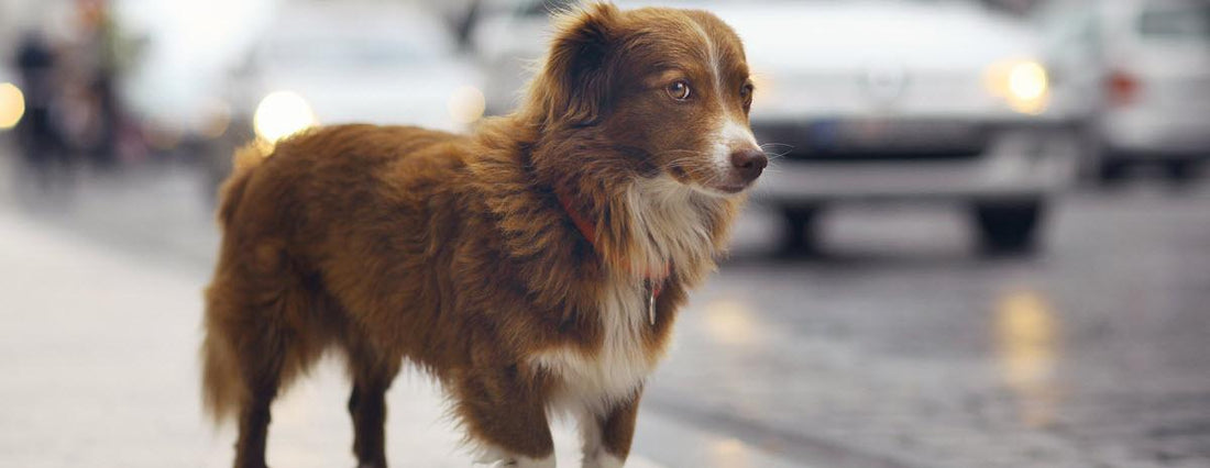 6 Steps to Help a Lost Dog While Traveling