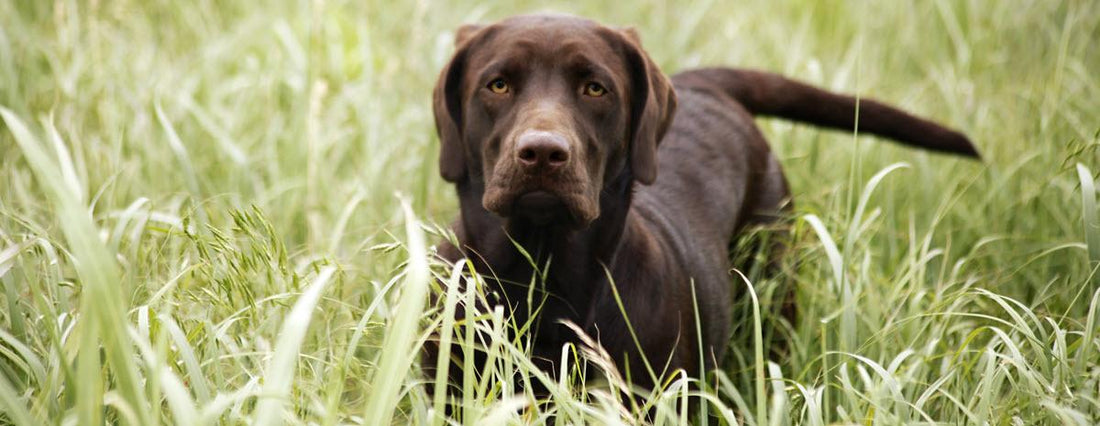 Lyme Disease in Dogs: Know the Signs and How to Prevent It