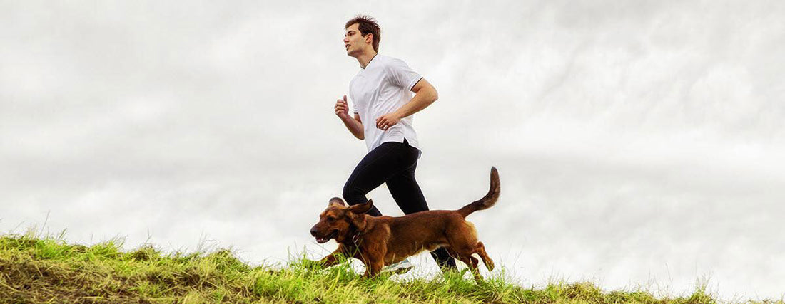 Pet Obesity on the Rise
