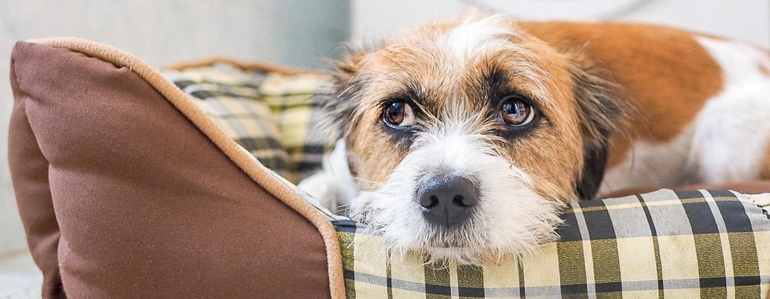 How to Manage Your Dog's Noise Phobia