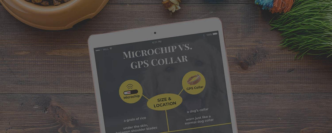 Infographic: Microchip vs. GPS Collar