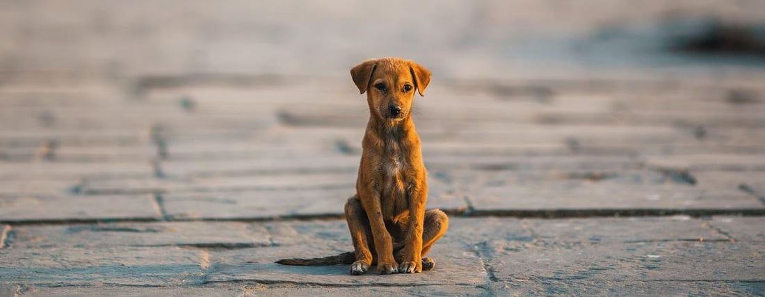 The Dos and Don'ts for Missing Dog Posters