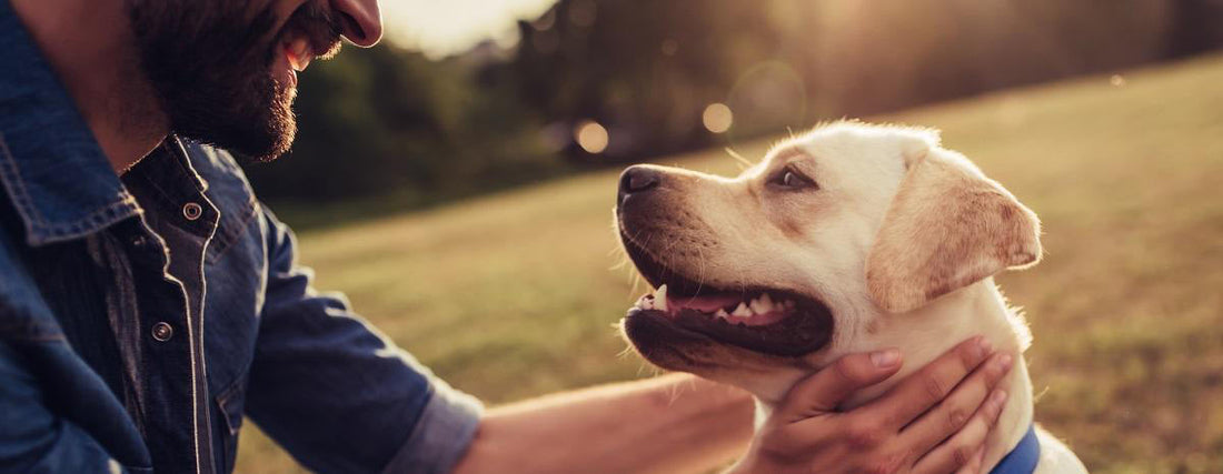 Celebrate National Pet Day With Your Pup