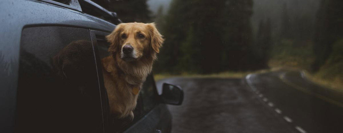 Nissan’s Perfect Dog-Friendly Concept Car is Pawsome