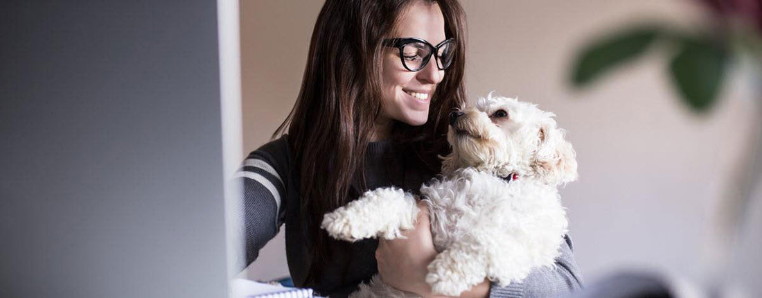 How To Get Your Office To Go Dog-Friendly