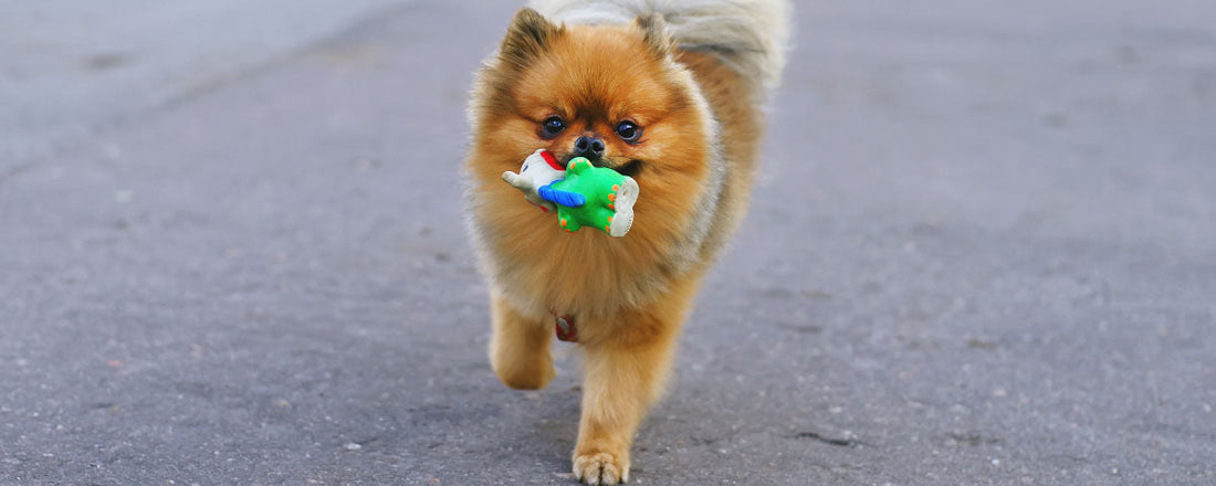 Make Lack-Luster Dog Toys Good As New