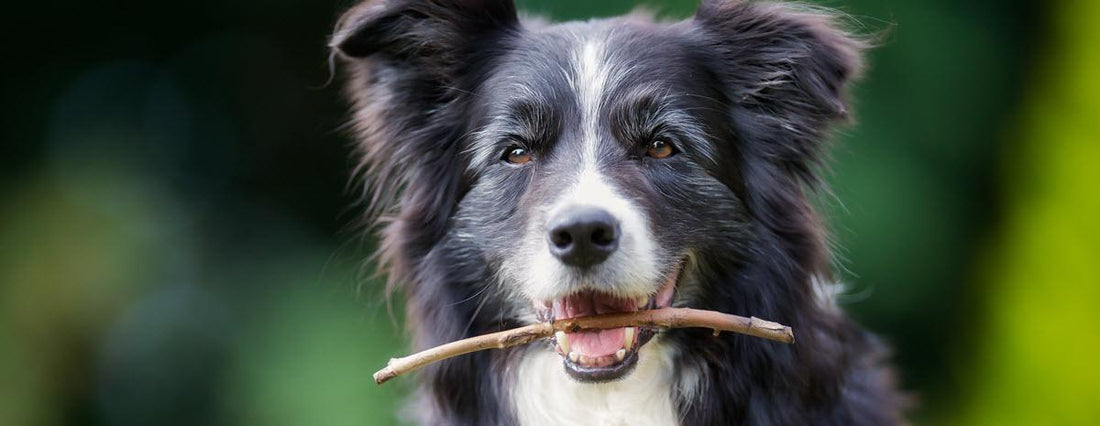 What is the Best Dog Food for Older Dogs?