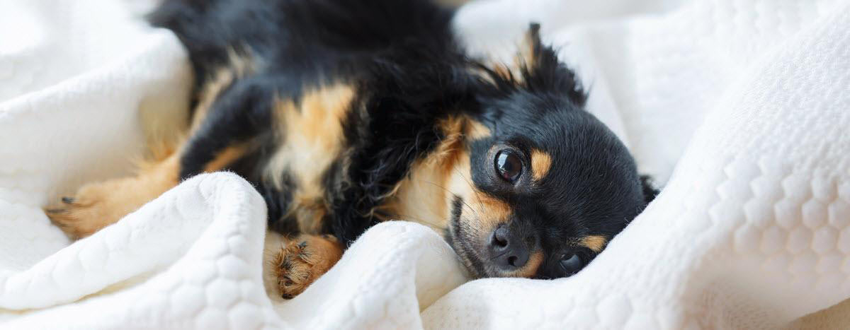 The Suite Life: 7 Dog-Friendly Hotels in Orlando