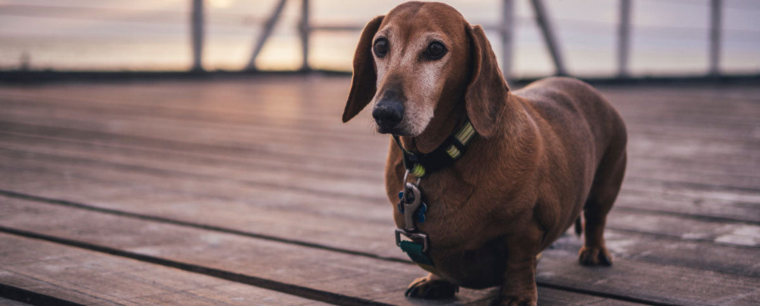 Owner's Denial: Is Your Dog Overweight?