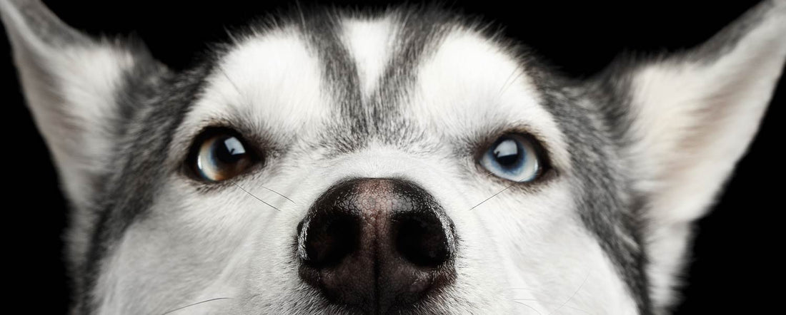 Pawranormal Pup: A Dog Ghost Story