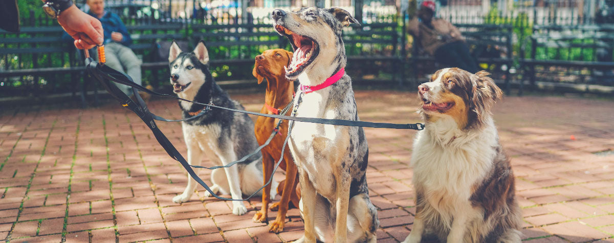 Breaking Up With A Dog Walker, Groomer or Vet
