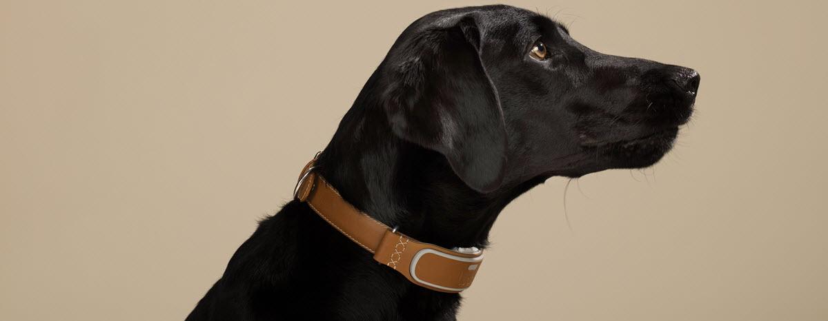 You’ve Come a Long Way, Puppy: Pet Technology Grows Up