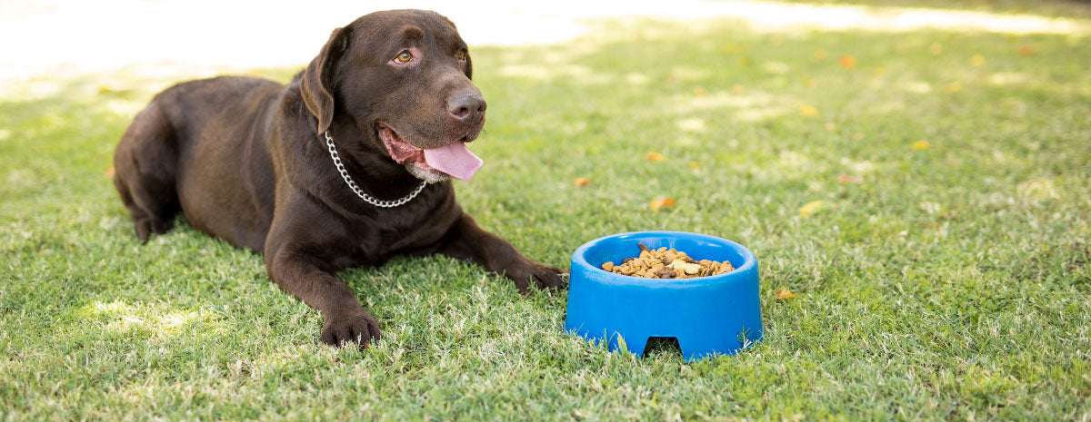 5 Tips for Picky Eaters