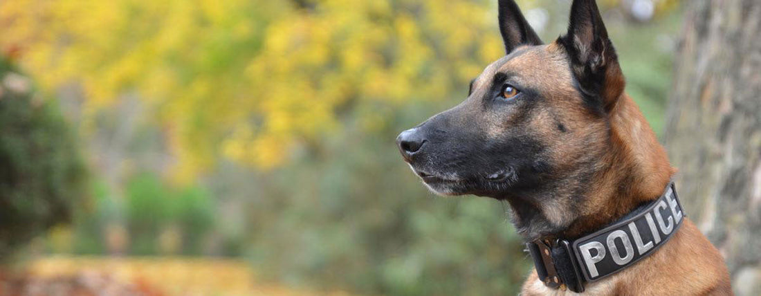Exciting Technology Keeps Patrol Dogs Safe