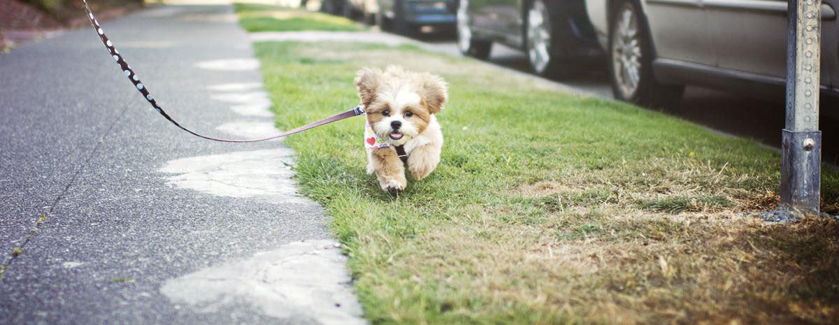 10 Tips for Potty Training Your Puppy