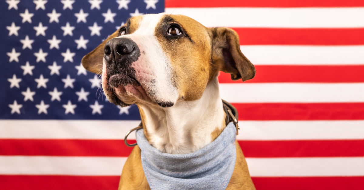 Presidential Pooches