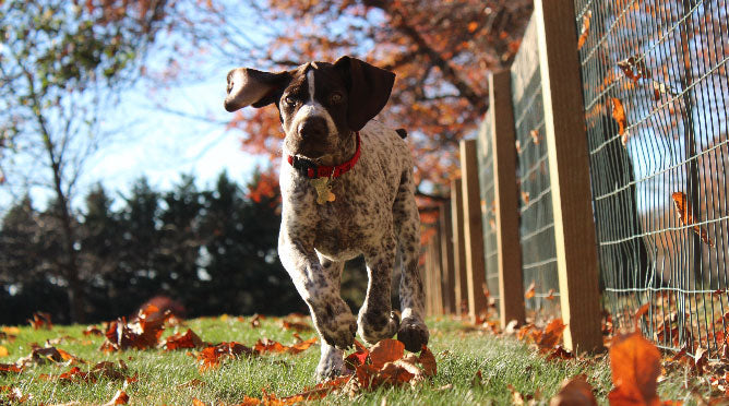 Pumpkin Spice for All: Fabulous Fall Treats for Fido