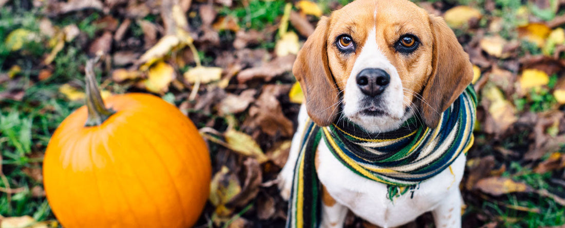 9 Ways Pumpkin Can Help Your Dog's Health This Fall