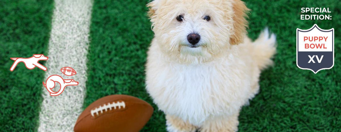 The Inside Scoop on The Puppy Bowl
