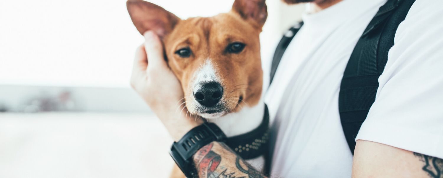 Put Together an Emergency COVID-19 Kit for Your Dog