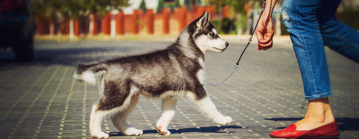 START SMART: Raising Your Puppy Right