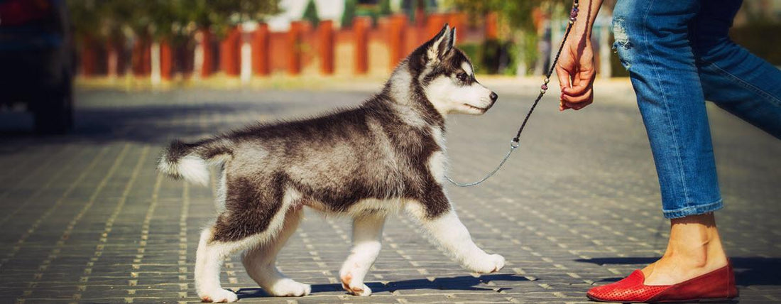 START SMART: Raising Your Puppy Right
