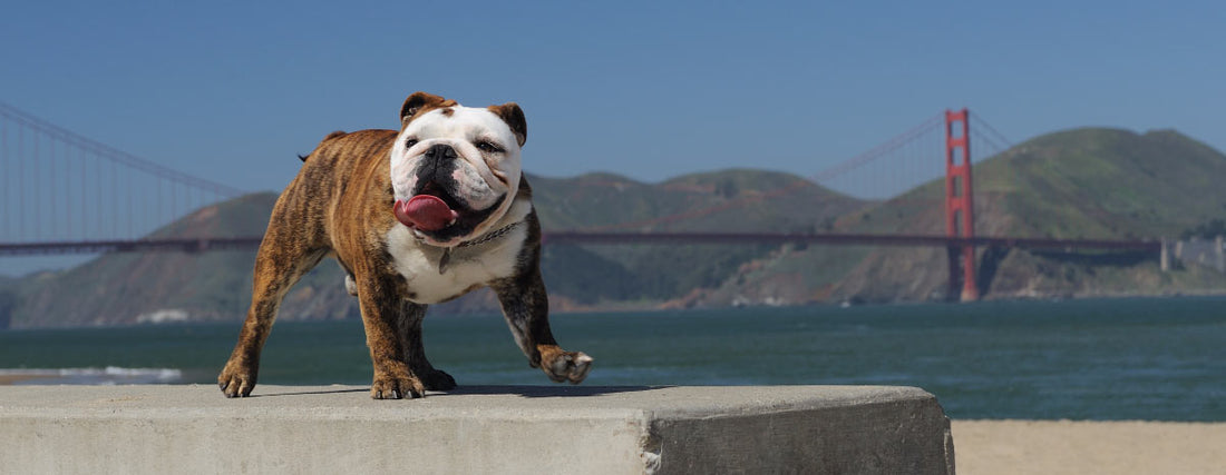 Dog Friendly Hikes in San Francisco