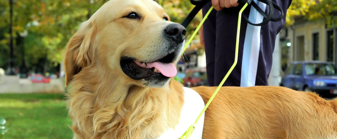 Paws with a Cause: Service Dogs