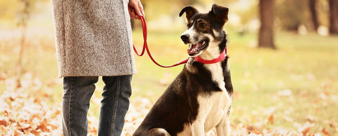 Should You Get a Breakaway Dog Collar?
