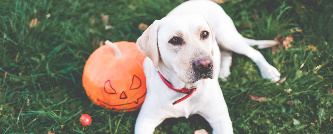 Should Your Dog Eat Pumpkin?
