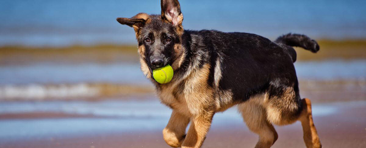 Do You and Your Pooch Measure Up to the Smartest Dog Breeds?