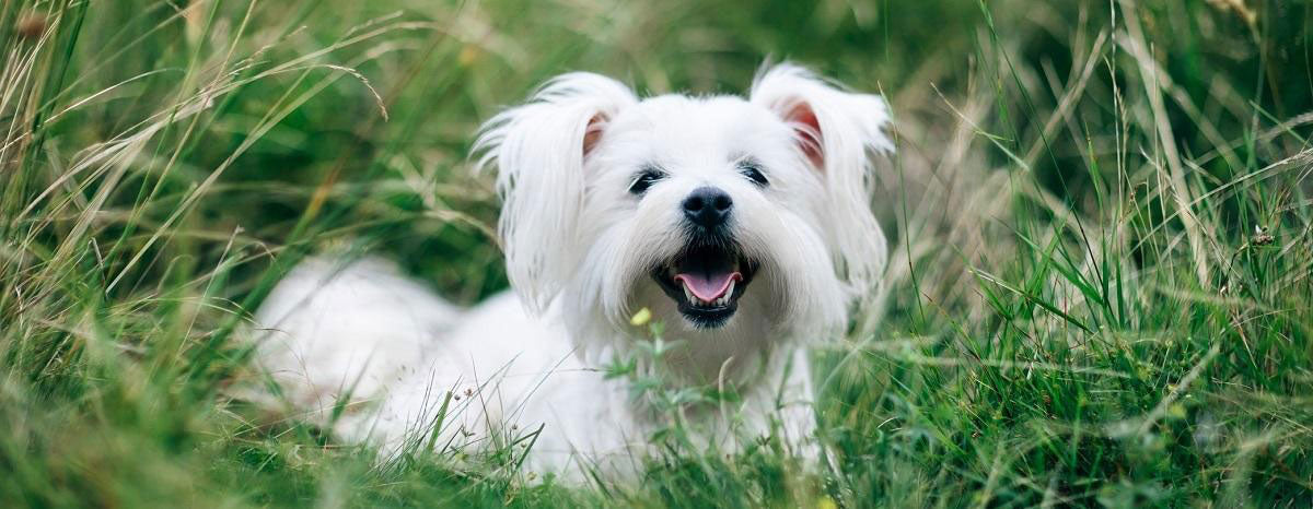 Why Do Dogs Smile?
