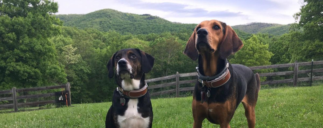 Canine Clicker Training? There's an App For That!