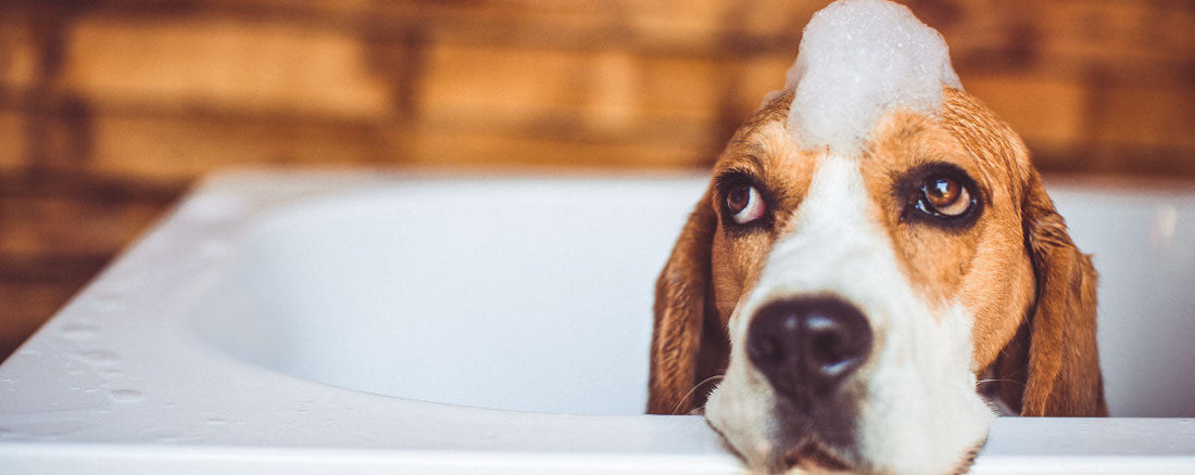 Suds Up! The Nation’s Best Doggie Spas
