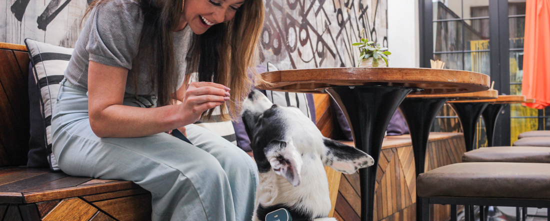 How to teach a 2024 quiet dog to speak