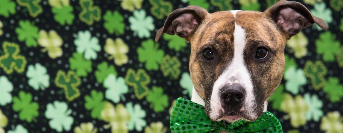 How to Have a Safe and Fun St. Patrick’s Day With Your Dog