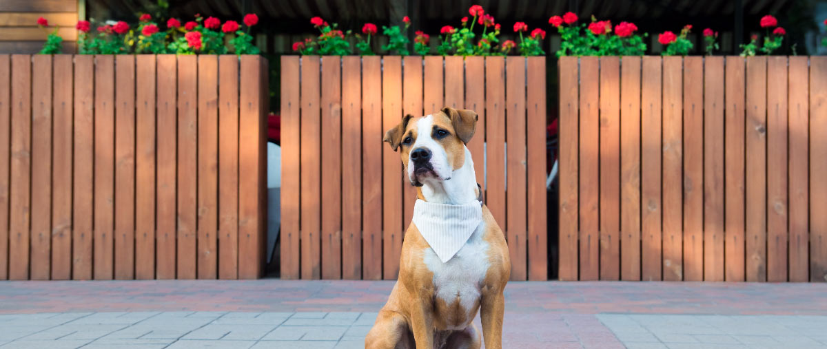 Big City Fun in Dog Friendly Texas