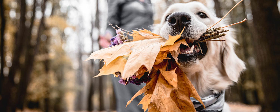Thanksgiving Safety Tips for Your Dog