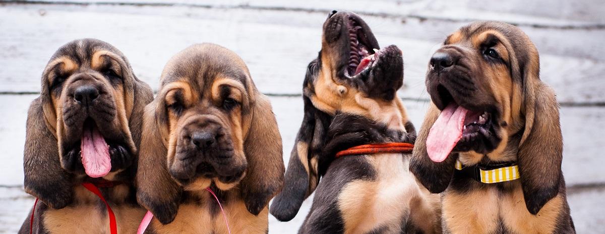 The Truth About Doggie DNA Testing