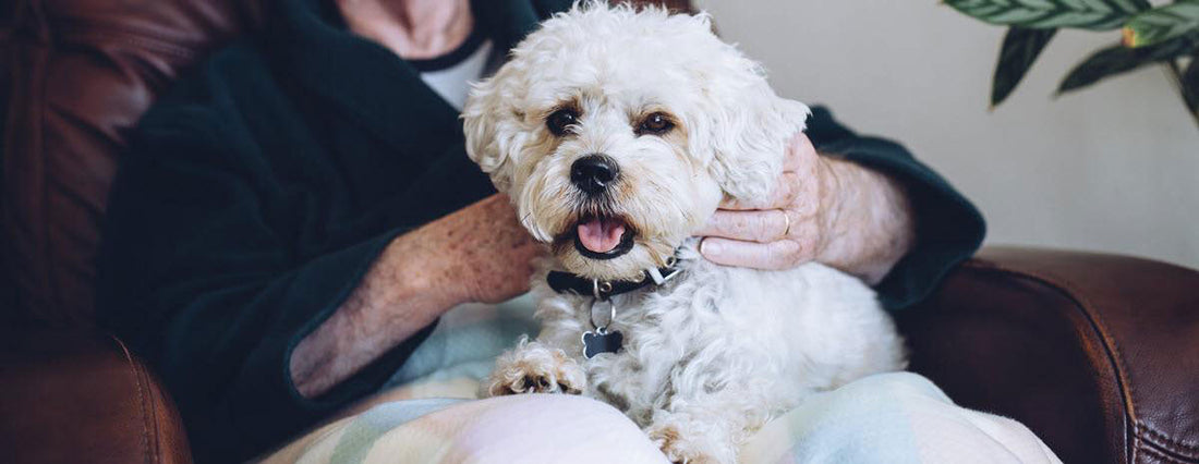Hard-Working Canines: Service and Therapy Dogs