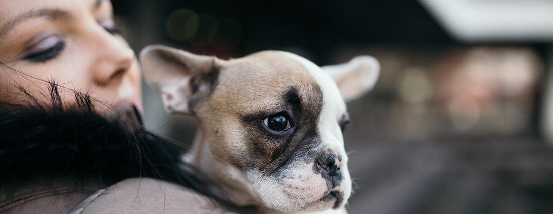 Why Are Dogs Afraid of Thunderstorms